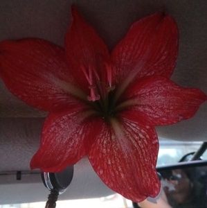 Meet your Posher, Krystal